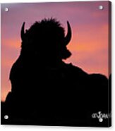 Bison Silhouette Acrylic Print