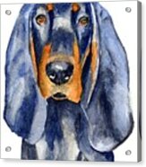 Black And Tan Coonhound Dog Acrylic Print