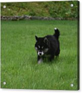 Black And White Alusky Puppy Walking In A Grass Yard Acrylic Print