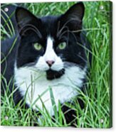 Black And White Cat With Green Eyes Acrylic Print