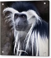 Black And White Colobus Monkey Acrylic Print