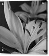 Black And White Lilies 2 Acrylic Print