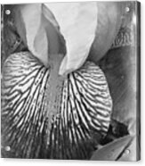 Black And White Orchid Acrylic Print