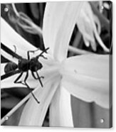 Black And White Red Paper Wasp And Spider Lily Acrylic Print