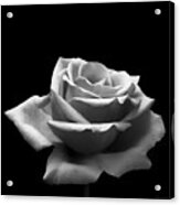 Black And White Rose Acrylic Print