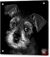 Black And White Salt And Pepper Schnauzer Puppy 7206 F Acrylic Print