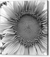 Black And White Sunflower Acrylic Print