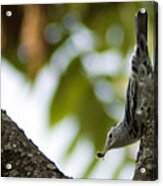Black And White Warbler Acrylic Print