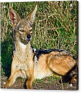 Black-backed Jackal Acrylic Print