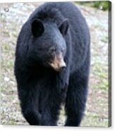Black Bear At Banff National Park Acrylic Print