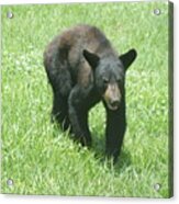 Black Bear Cub Acrylic Print