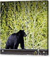 Black Bear Acrylic Print
