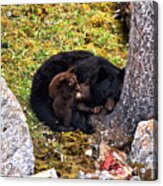 Black Bear Family Nap Acrylic Print