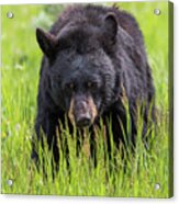 Black Bear On The Prowl Acrylic Print