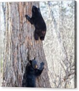 Black Bear Sow And Cub Acrylic Print