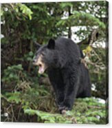 Black Bear Yawn Acrylic Print