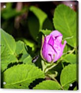 Black Bee On Approach Acrylic Print