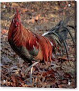 Black Breasted Red Phoenix Rooster Acrylic Print