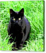 Black Cat In A Green Field Acrylic Print