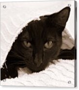 Black Cat In Chenille Acrylic Print