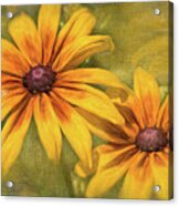 Black-eyed Susans Acrylic Print