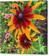 Black-eyed Susans Acrylic Print