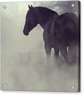 Black Horse In The Dark Mist Acrylic Print