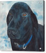 Black Labrador With Copper Eyes Portrait Ii Acrylic Print