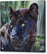 Black Leopard Acrylic Print
