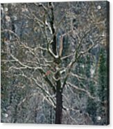 Black Oak Quercus Kelloggii With Dusting Of Snow Acrylic Print