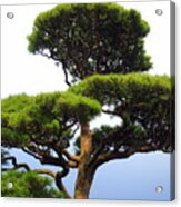 Black Pine Japan Acrylic Print