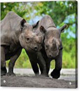 Black Rhinoceroses Acrylic Print