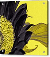 Black Sunflower Acrylic Print