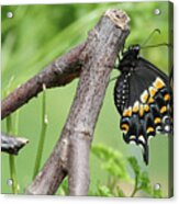 Black Swallowtail And Chrysalis Acrylic Print
