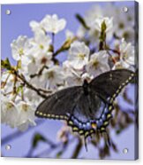 Black Swallowtail Butterfly Acrylic Print