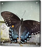 Black Swallowtail On Window Acrylic Print