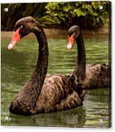 Black Swans At Napa California Acrylic Print