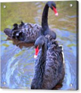 Black Swans Acrylic Print