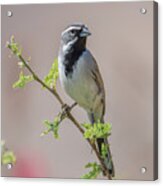 Black-throated Sparrow Acrylic Print