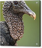 Black Vulture Coragyps Atratus Acrylic Print