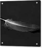 Black Vulture's Feather Floating On Water Acrylic Print