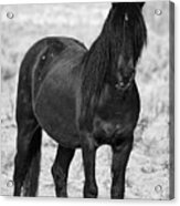 Black Wild Mustang Stallion Acrylic Print