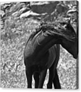 Black Wild Mustang Acrylic Print