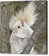 Blond Squirrel Acrylic Print