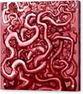 Blood And Guts Acrylic Print