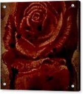 Blood Rose Number 2 Acrylic Print