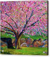 Blooming Crabapple In Evening Light Acrylic Print