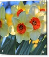 Blooming Daffodils Acrylic Print