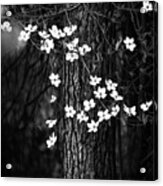 Blooming Dogwoods In Yosemite Black And White Acrylic Print