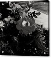 Blooming Flower In Black And White Acrylic Print